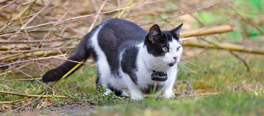 Eine schwarz-weiße Katze mit einem Tracker am Hals