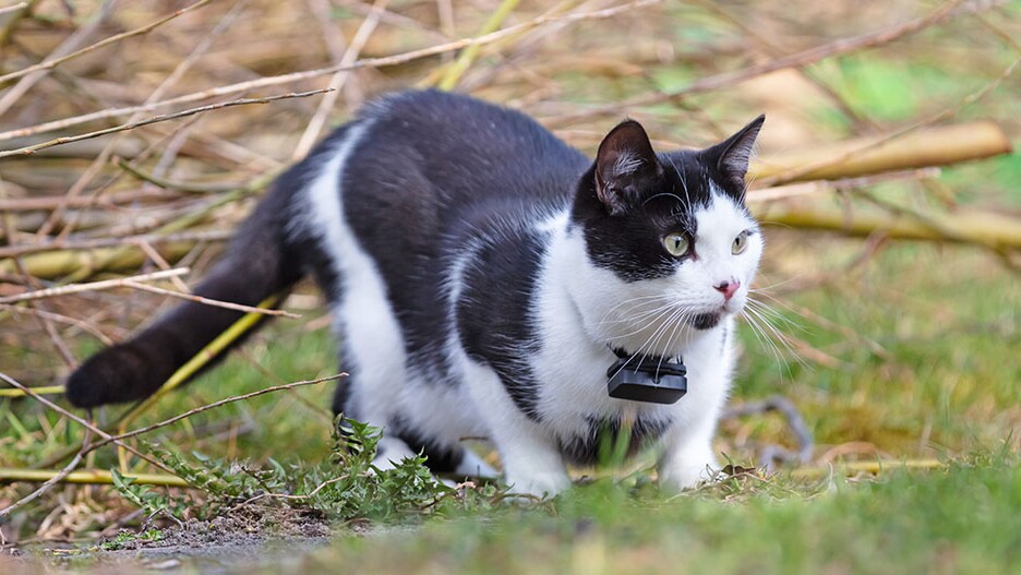 GPS-Tracker Katze: Klein, sinnvoll und ohne Abo | FRESSNAPF