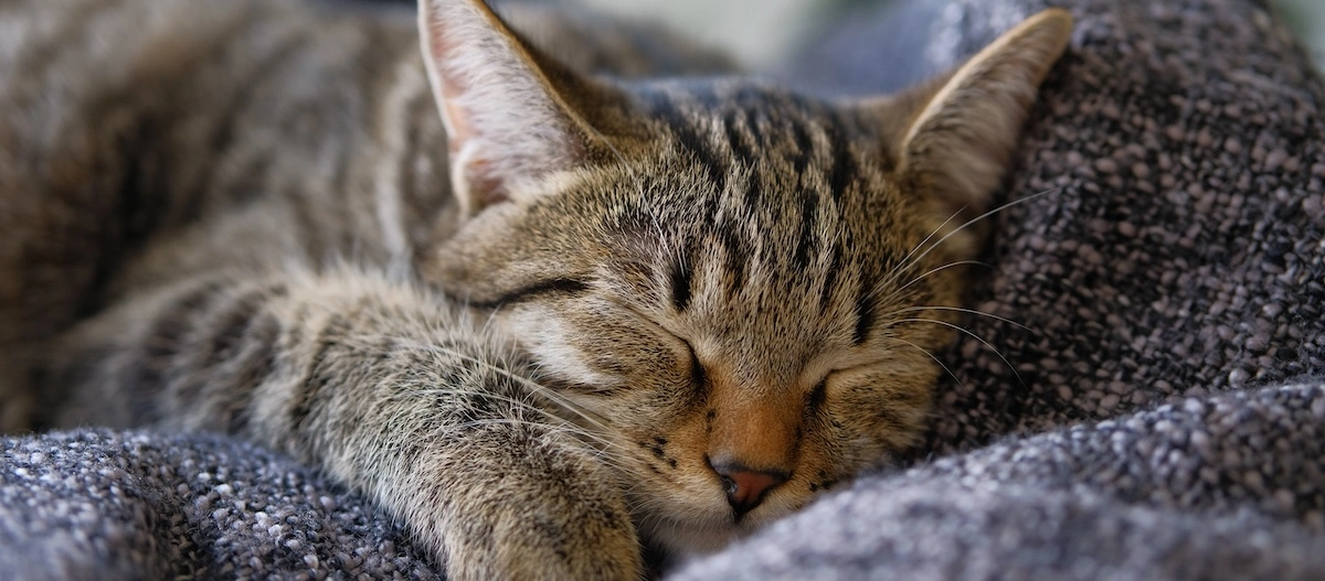 Tabby Katze schläft auf Kissen
