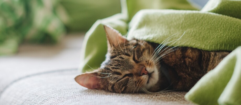 Katze schläft unter grüner Decke