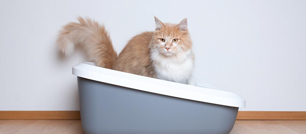 Flauschige orange-weiße Katze sitzt in grauer Katzentoilette vor weißer Wand