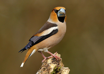 Ein Kernbeißer sitzt auf einem abgebrochenen Ast
