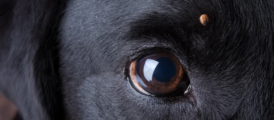 Nahaufnahme eines schwarzen Hundes mit einer Zecke im Fell nahe dem Auge, braunes glänzendes Auge sichtbar