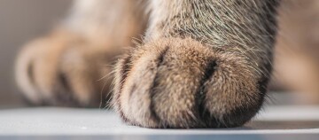 Nahaufnahme einer Katzenpfote mit weichem Fell auf einer glatten Oberfläche
