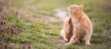 Rote Katze kratzt sich entspannt auf einem grasbewachsenen Weg mit lila Blumen im Freien