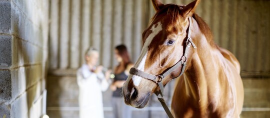Nahaufnahme eines braunen Pferdes mit weißer Gesichtszeichnung im Stall, zwei Menschen im Hintergrund unscharf