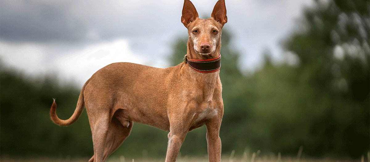 Podenco-Andaluz schut in die Kamera