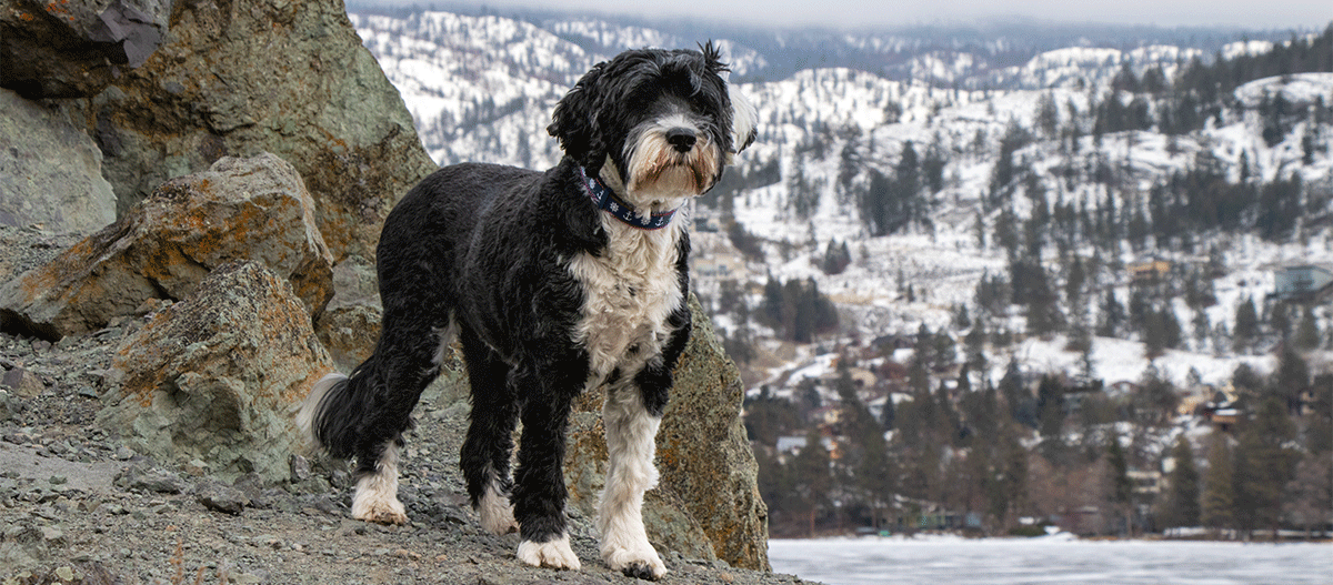 Schwarz-weißer Hund mit lockigem Fell steht auf felsigem Untergrund vor verschneiter Berglandschaft mit Bäumen und Häusern.