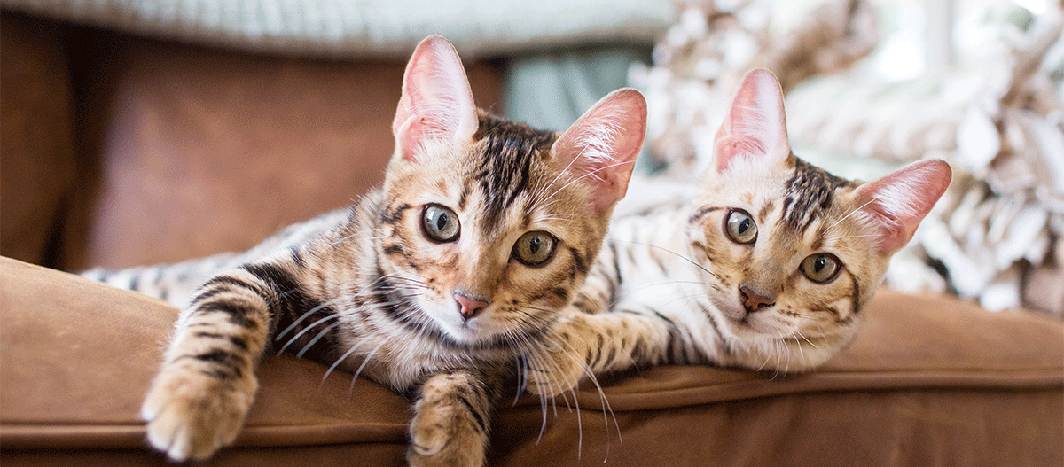 Deux chats Bengal détendus au pelage tacheté allongés sur un canapé marron regardent curieusement la caméra.