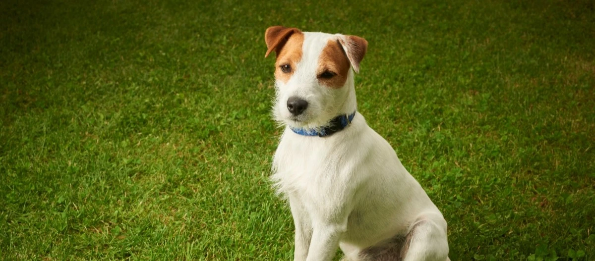 Kleiner Jack Russell Terrier mit weiß-braunem Fell und blauem Halsband sitzt auf grünem Gras
