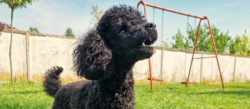 Kleiner schwarzer Pudel mit lockigem Fell steht auf grünem Gras vor einer roten Schaukel im Garten an einem sonnigen Tag