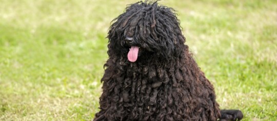 Schwarzer Puli-Hund mit charakteristischem zotteligem Fell sitzt auf grünem Gras