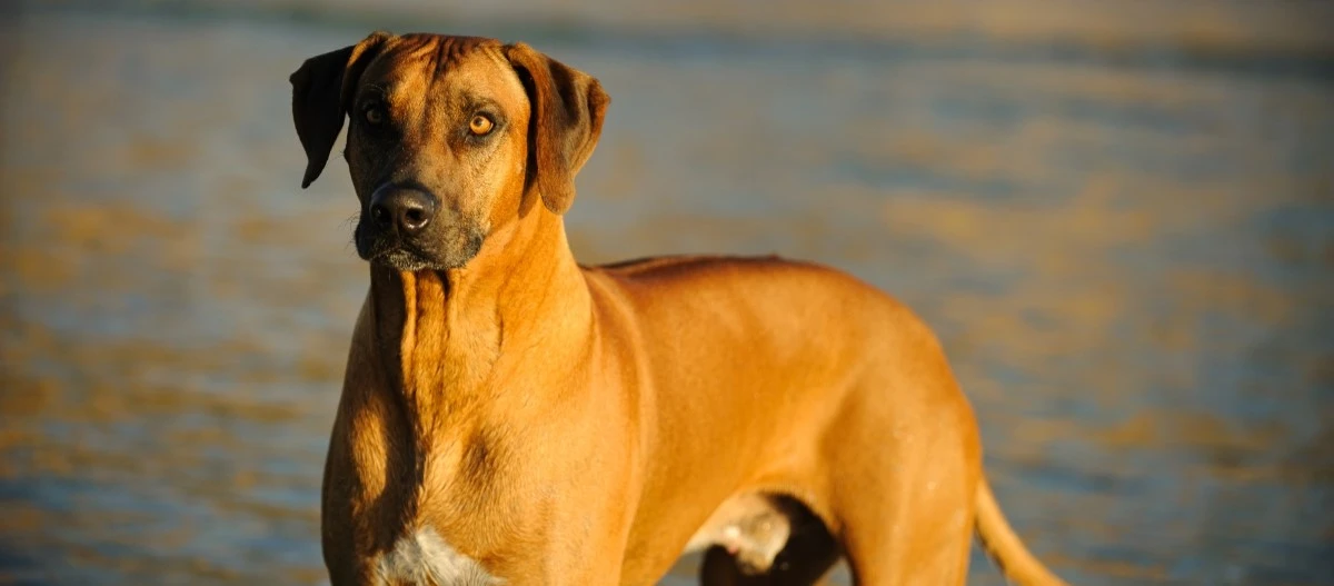 Rhodesian Ridgeback Hund mit rötlich-braunem Fell steht am Wasser bei Sonnenlicht