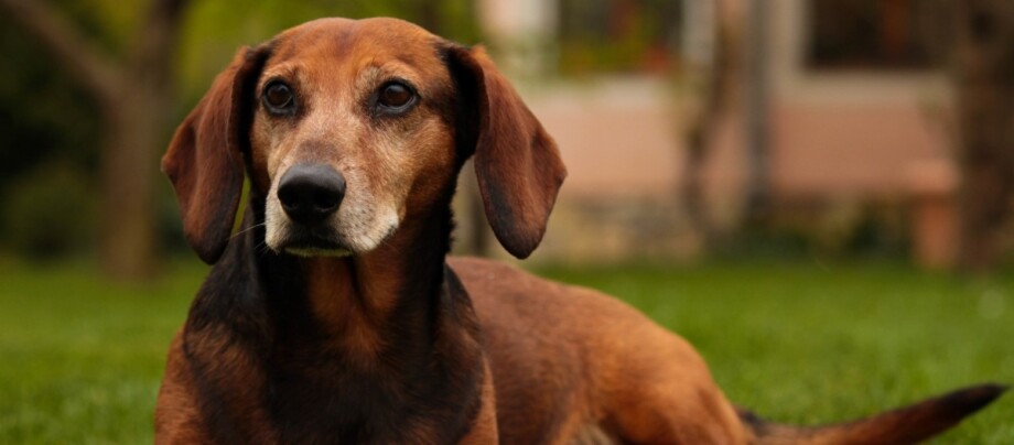 Portrait einer Tiroler Bracke