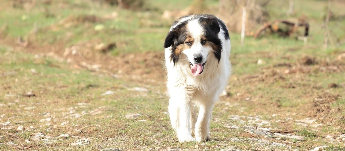 Großer, flauschiger Hund mit weißem, schwarzem und braunem Fell läuft auf einem ländlichen Feldweg