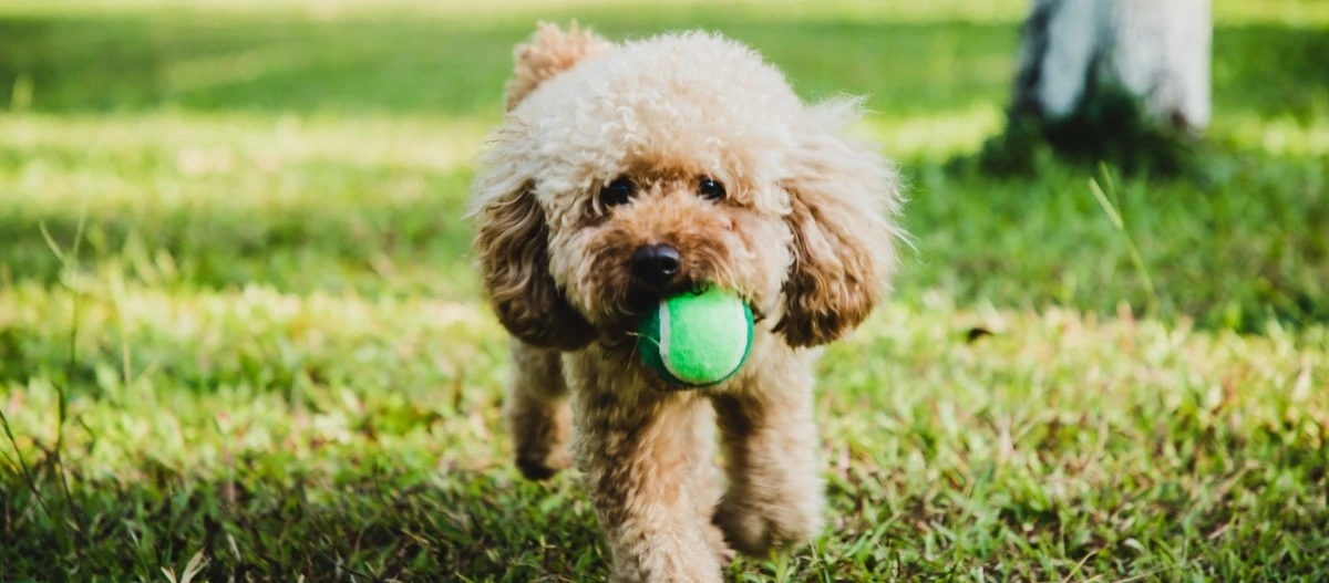 Petit caniche duveteux tenant une balle de tennis verte dans la bouche, marchant sur l'herbe verte dans un parc