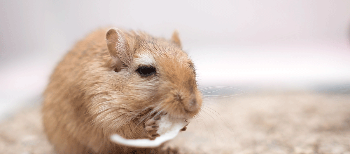 Rennmaus sitzt im Käfig und frisst