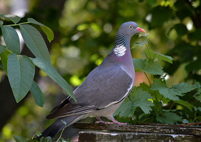 Eine Ringeltaube sitzt im Grünen