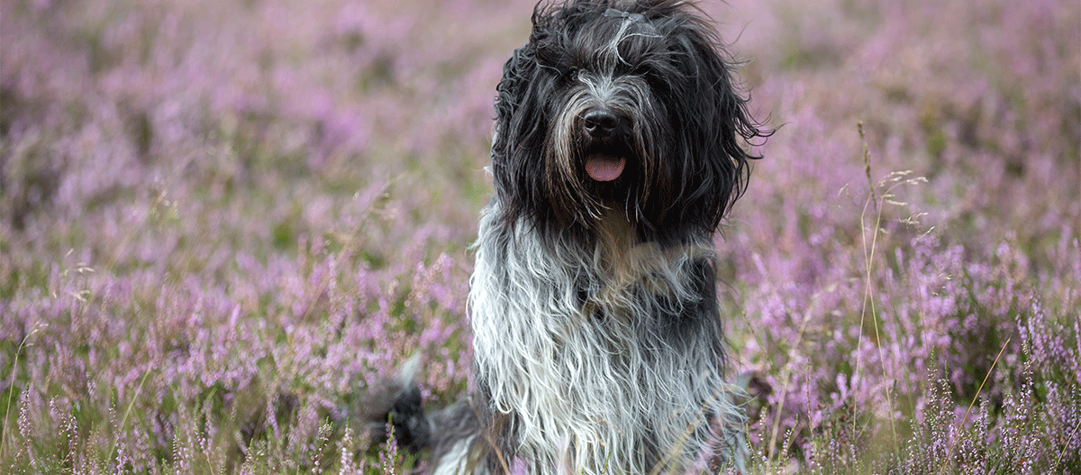 Schapendoes Hund auf Feld