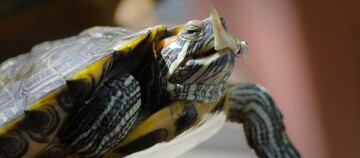 Nahaufnahme einer Schildkröte mit schwarz-gelben Streifen, die einen kleinen Fisch frisst