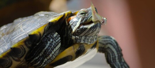 Nahaufnahme einer Schildkröte mit schwarz-gelben Streifen, die einen kleinen Fisch frisst