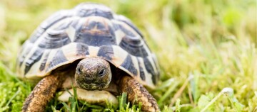 Nahaufnahme einer Schildkröte mit gemustertem Panzer auf grünem Gras