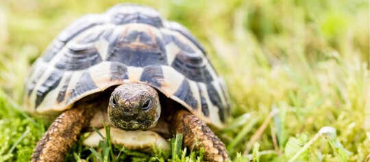 Nahaufnahme einer Schildkröte mit gemustertem Panzer auf grünem Gras