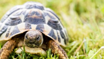 schildkroete-laueft-durch-gras Nahaufnahme einer Schildkröte mit gemustertem Panzer auf grünem Gras