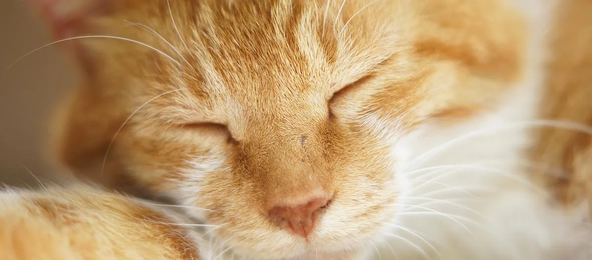 Nahaufnahme einer schlafenden orangefarbenen Tabby-Katze mit geschlossenen Augen und weichem Fell