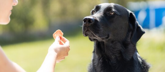 Schwarzer Labrador Retriever wartet geduldig auf ein Leckerli im Freien bei sonnigem Wetter