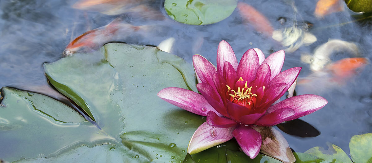 Seerose im Teich mit Fischen