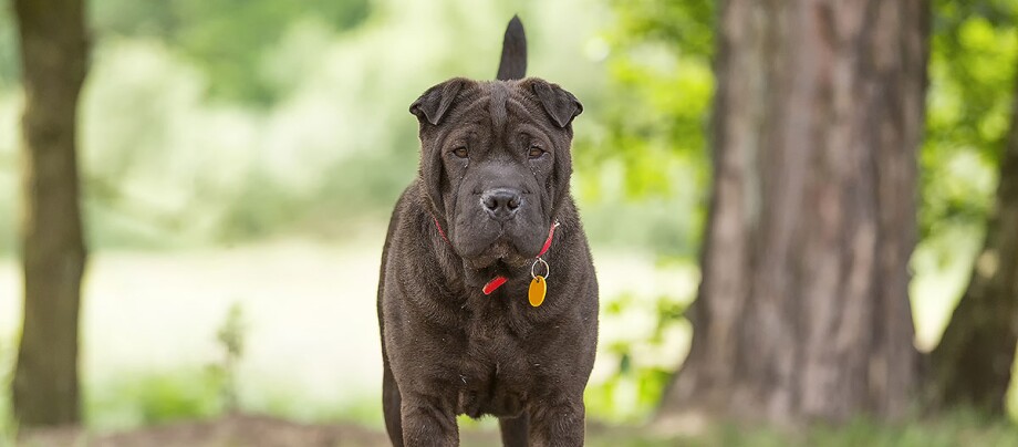 Shar-Pei-Hund