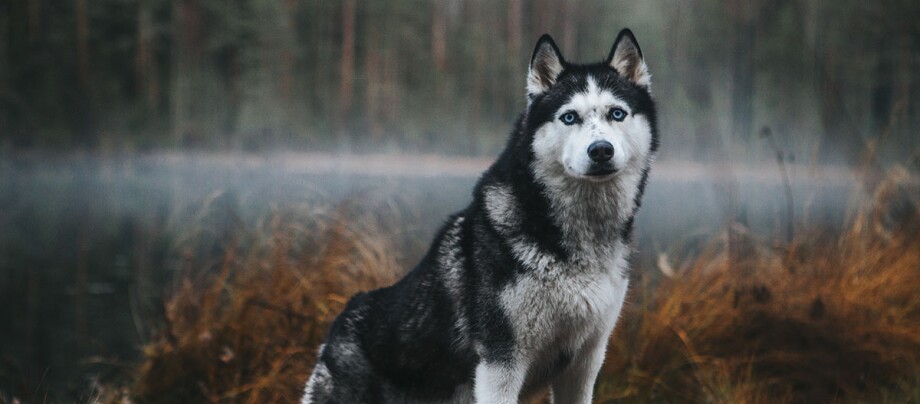 Sibirischer Husky