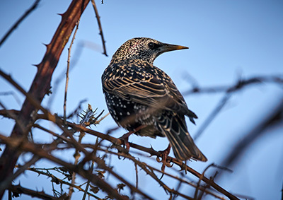 Ein Star sitzt im Geäst