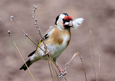 Ein Stieglitz sitzt auf Lavendel