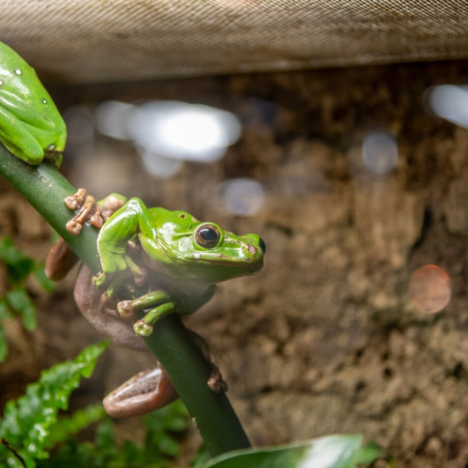 Frosch sitzt im Terrarium