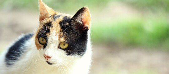 Nahaufnahme einer dreifarbigen Katze mit gelben Augen vor unscharfem grünem Hintergrund