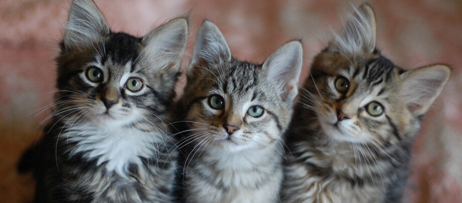 Trois chatons tigrés assis côte à côte sur une couverture rose.