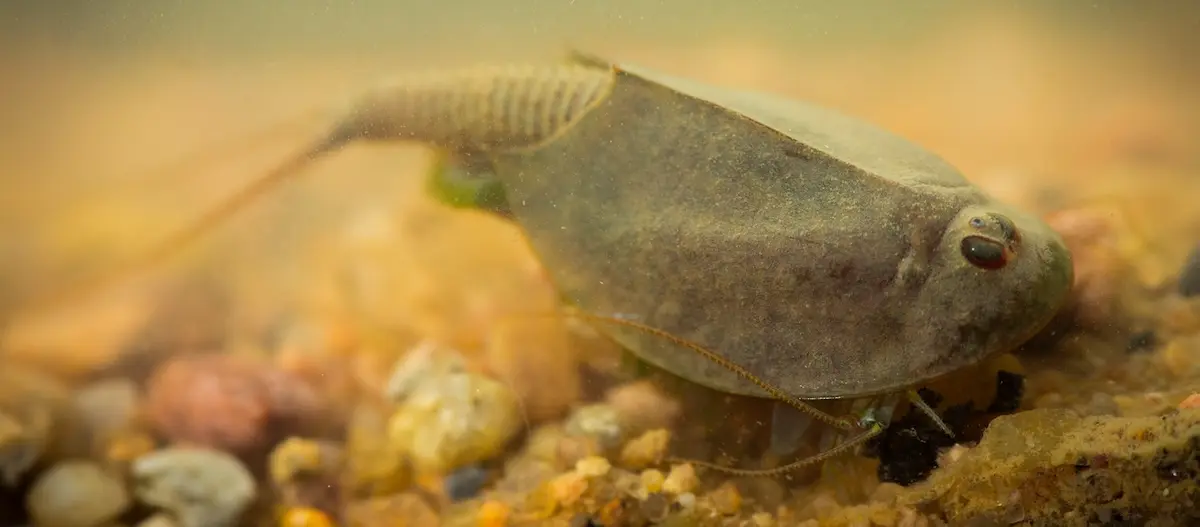 Nahaufnahme eines Triops (Tadpole Shrimp) unter Wasser auf Kiesboden, kleines prähistorisches Krebstier mit schildartigem Panzer und langen Antennen.