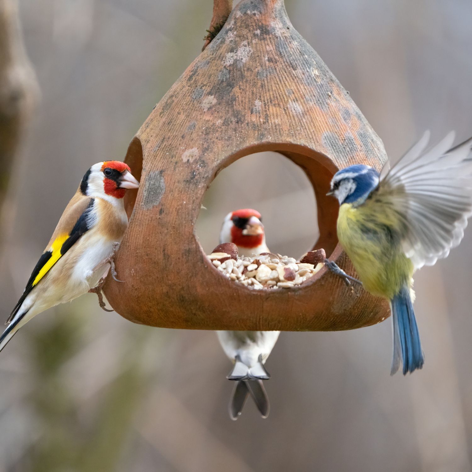 Voegel im Vogelhaus