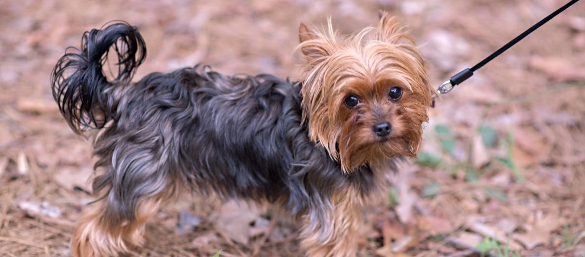 Yorkshire terrier na smyczy