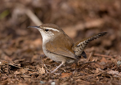 Ein Zaunkönig sitzt auf Waldboden