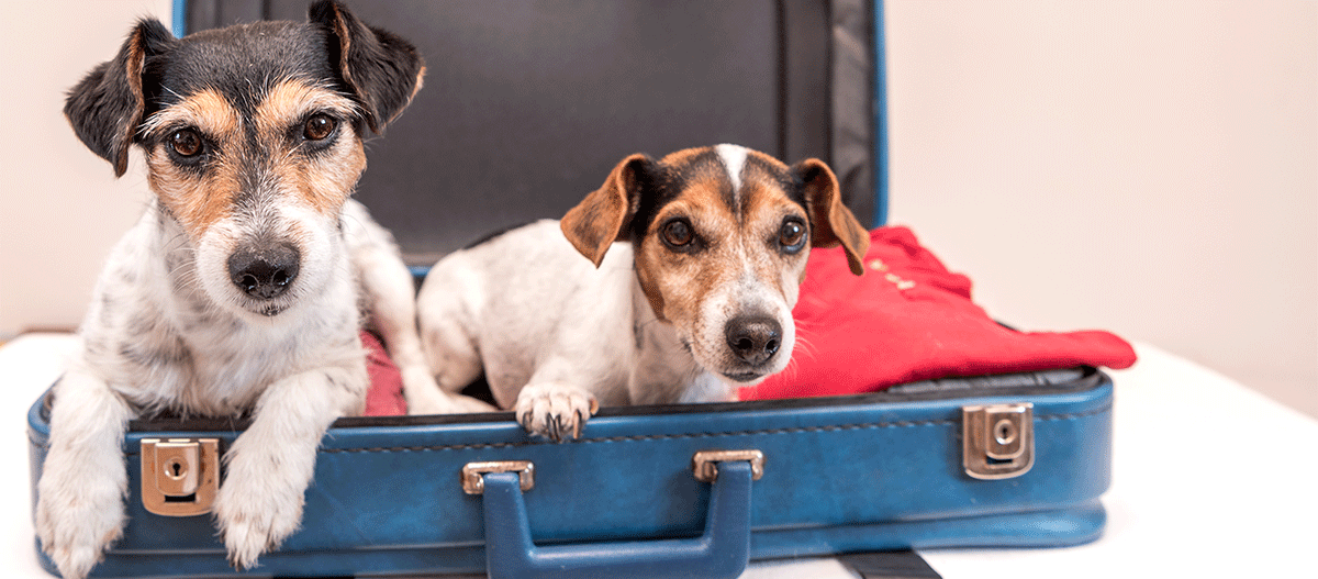Zwei Jack Russell Terrier sitzen in einem offenen blauen Koffer mit roter Kleidung, bereit für die Reise.