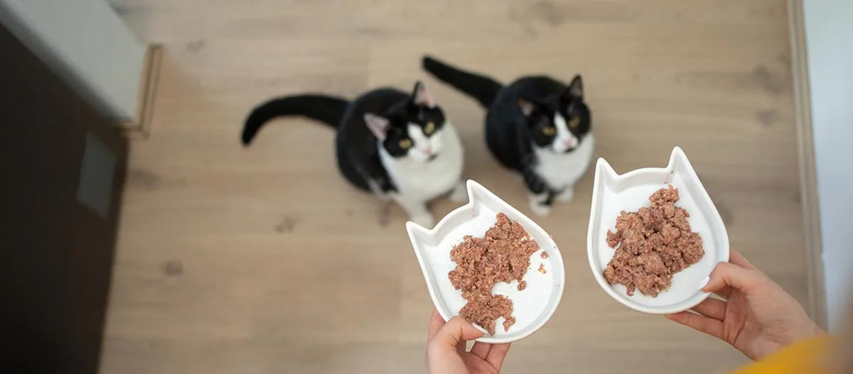 Two black and white cats waiting for wet food in cat-shaped bowls on a wooden floor.