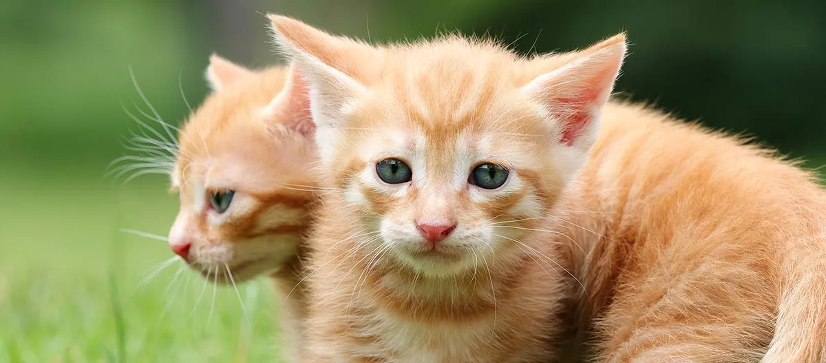 Zwei orangefarbene Kätzchen sitzen zusammen auf grünem Gras, eines schaut direkt in die Kamera.