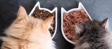 Zwei Katzen von hinten vor weißen katzenförmigen Futternäpfen mit Trocken- und Nassfutter auf dunklem Untergrund