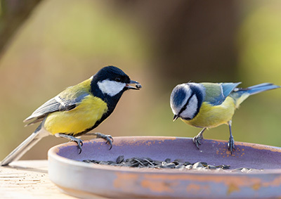 Zwei Meisen sitzen auf einer Futterschale