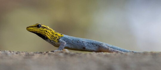 Bunte Eidechse mit gelbem Kopf und blauem Körper auf einem Felsen in Nahaufnahme