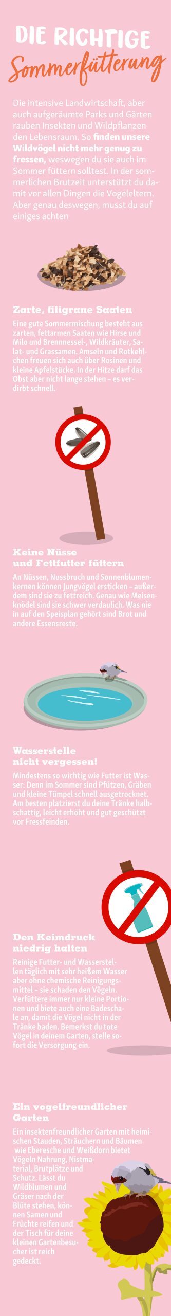 Infografik zur richtigen Sommerfütterung von Wildvögeln mit Tipps zu Samen, Wasserstellen, Hygiene und vogelfreundlichem Garten.