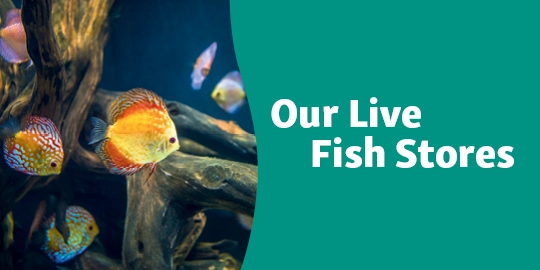 Our Live Fish Stores